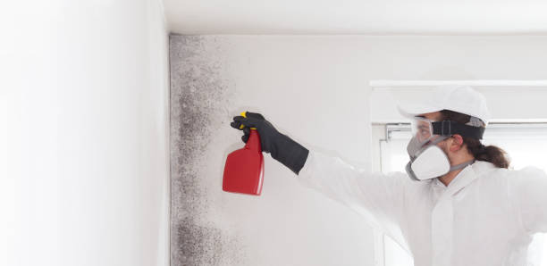 Best Kitchen Mold Remediation in Rson, CA