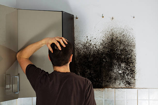 Best Emergency Mold Remediation in Rson, CA